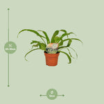 Load image into Gallery viewer, Asplenium antiquum - Ø12cm - ↕30cm
