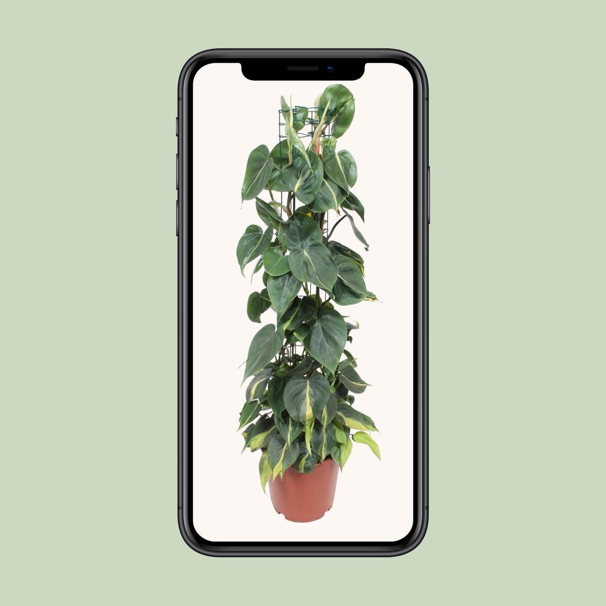 Philodendron scandens 'Brasil' - Ø24cm - ↕120cm