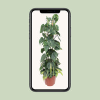 Philodendron scandens 'Brasil' - Ø24cm - ↕120cm