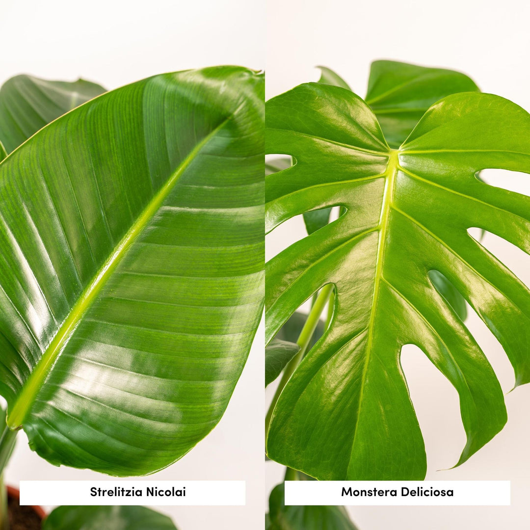 Tropical Duo - Strelitzia nicolai - Ø19cm - ↕85cm + Monstera deliciosa - Ø21cm - ↕75cm