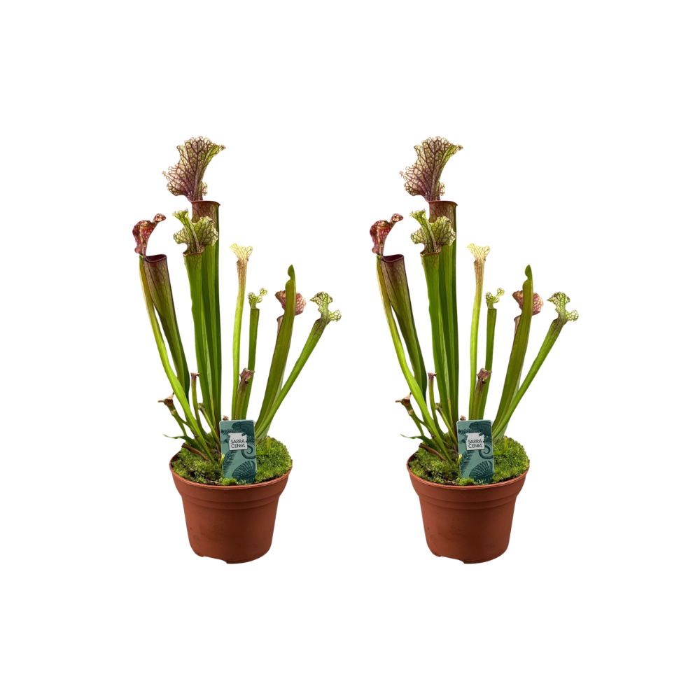 Sarracenia 'Judith Hindle' - 2 piante - Ø12cm - ↕30cm