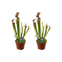 Sarracenia 'Judith Hindle' - 2 piante - Ø12cm - ↕30cm