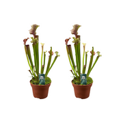 Sarracenia 'Judith Hindle' - 2 plants - Ø12cm - ↕30cm