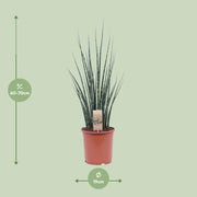 Sansevieria trifasciata 'Fernwood Mikado' - Ø19cm - ↕80cm