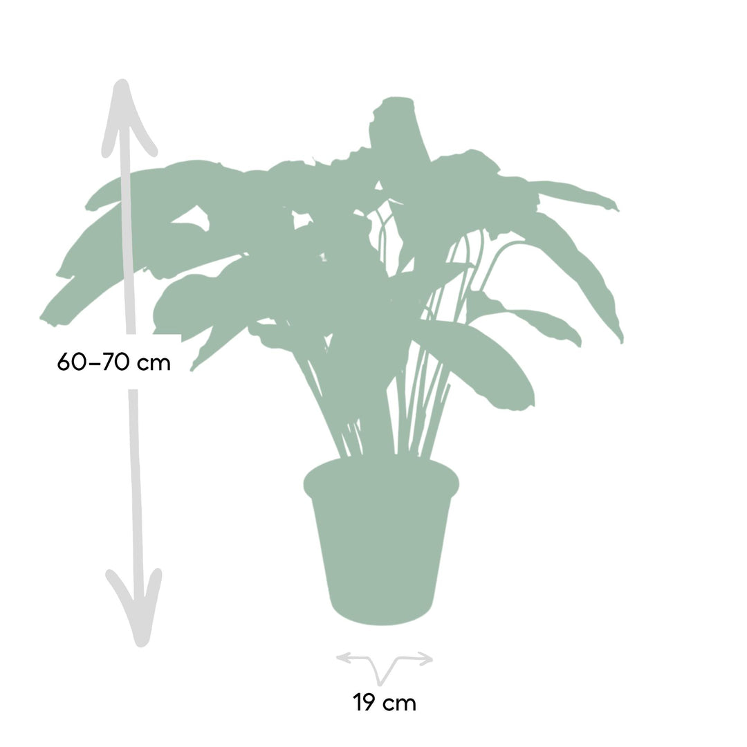 Calathea 'Flamestar' (Peacock Plant) - Ø19cm - ↕70cm