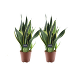 Carica l'immagine nel visualizzatore Galleria, Sansevieria futura 'Superba' - 2 piante - Ø14cm - ↕45cm