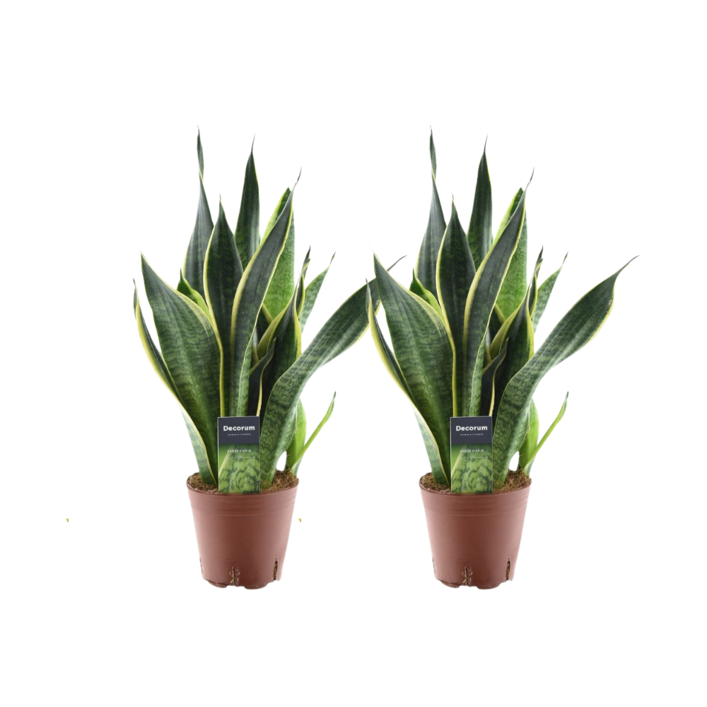 Sansevieria futura 'Superba' - 2 piante - Ø14cm - ↕45cm