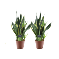 Sansevieria futura 'Superba' - 2 piante - Ø14cm - ↕45cm