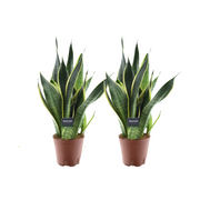 Sansevieria futura 'Superba' - 2 plants - Ø14cm - ↕45cm