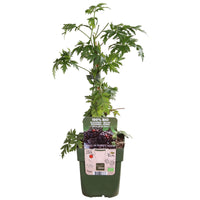 Rubus fruticosus 'Thornless Evergreen' (Rovo di more, Senza Spine) - Ø13cm - ↕45cm