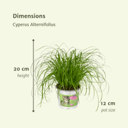 Cyperus alternifolius 'Zumula' (Cat Grass) - 4 plants - Ø12cm - ↕20cm