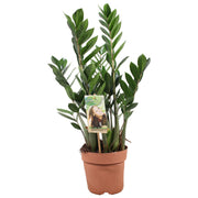 Zamioculcas zamiifolia - Ø17cm - ↕70cm