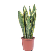 Sansevieria trifasciata 'Laurentii' (Mother-in-law’s Tongue) - Ø14cm - ↕40cm