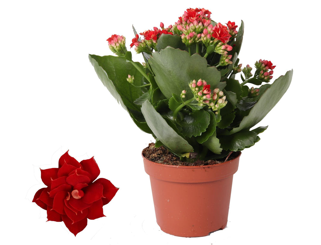 Kalanchoe blossfeldiana 'Rosalina Don Justino Red' - Ø12cm - ↕27cm