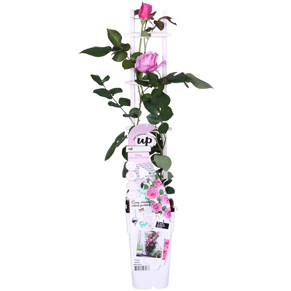 Rosa 'Crazy in love Pink', Rosa - Ø15cm - ↕65cm