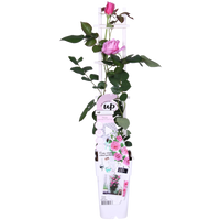 Rosa 'Crazy in love Pink', Rosa - Ø15cm - ↕65cm