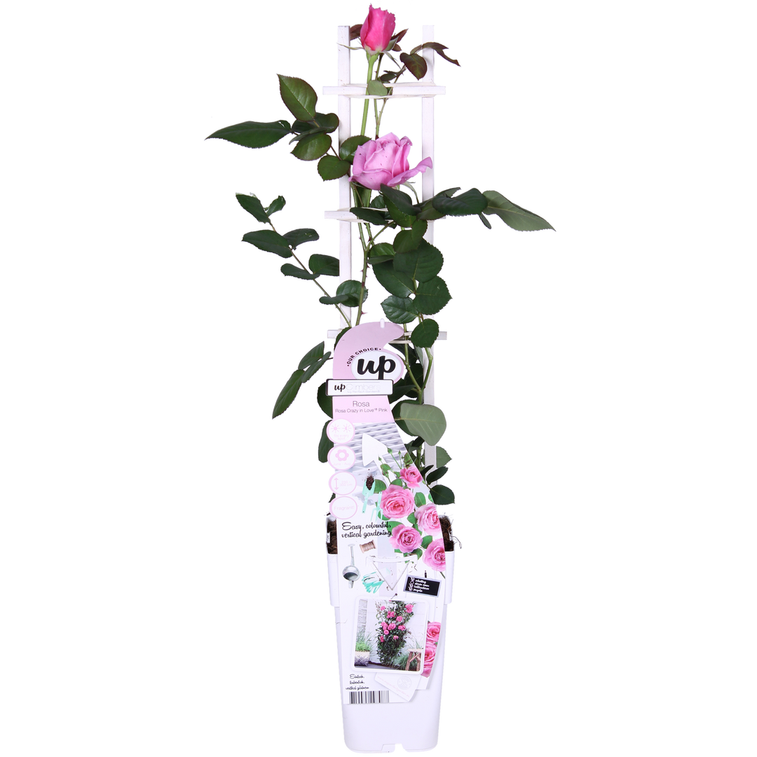 Rosa 'Crazy in love Pink' (Pink Rose) - Ø15cm - ↕65cm