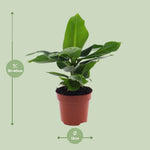 Load image into Gallery viewer, Musa acuminata 'Oriental Dwarf' - Ø12cm - ↕30cm