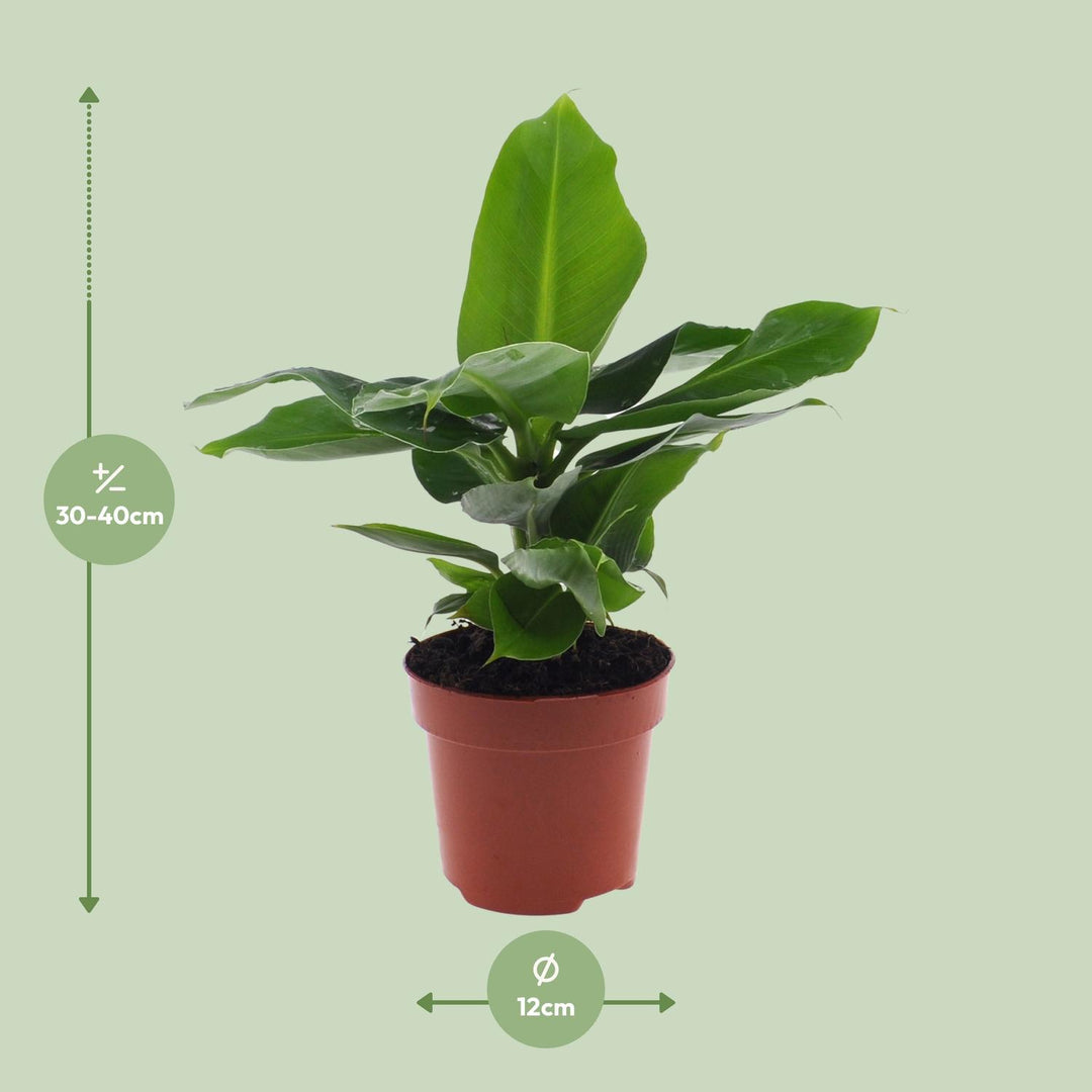 Musa acuminata 'Oriental Dwarf' - Ø12cm - ↕30cm