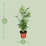 Carica l'immagine nel visualizzatore Galleria, Chamaedorea elegans (Palma della Fortuna) - Ø17cm - ↕55cm