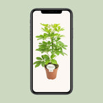 Load image into Gallery viewer, Schefflera compacta 'Nora' - Ø13cm - ↕45cm