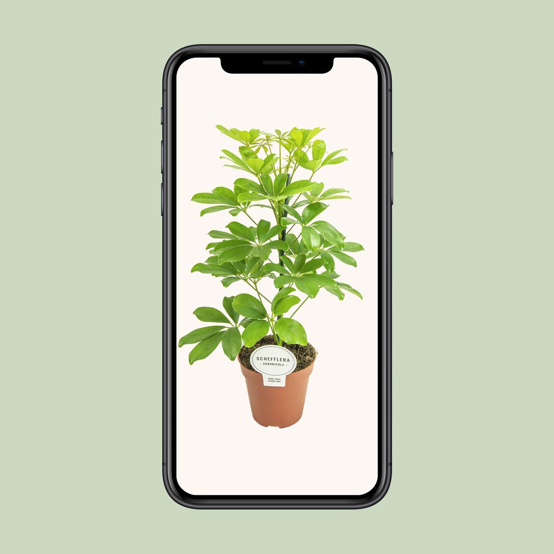Schefflera compacta 'Nora' - Ø13cm - ↕45cm