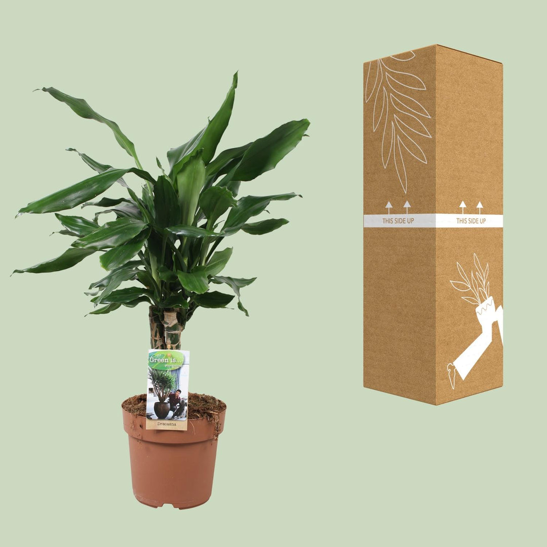 Dracaena Fagrans 'Steudneri Green' - Ø17cm - ↕55cm