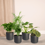 Load image into Gallery viewer, Animal-Friendly Plant Box - 4 plants - Ø12cm - ↕20-40cm
