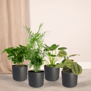 Animal-Friendly Plant Box - 4 plants - Ø12cm - ↕20-40cm