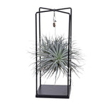 Load image into Gallery viewer, Tillandsia Mix - Ø20cm - ↕20cm
