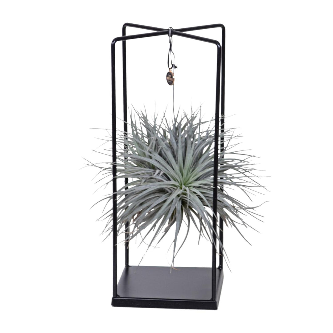 Tillandsia Mix - Ø20cm - ↕20cm