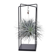 Tillandsia Mix - Ø20cm - ↕20cm