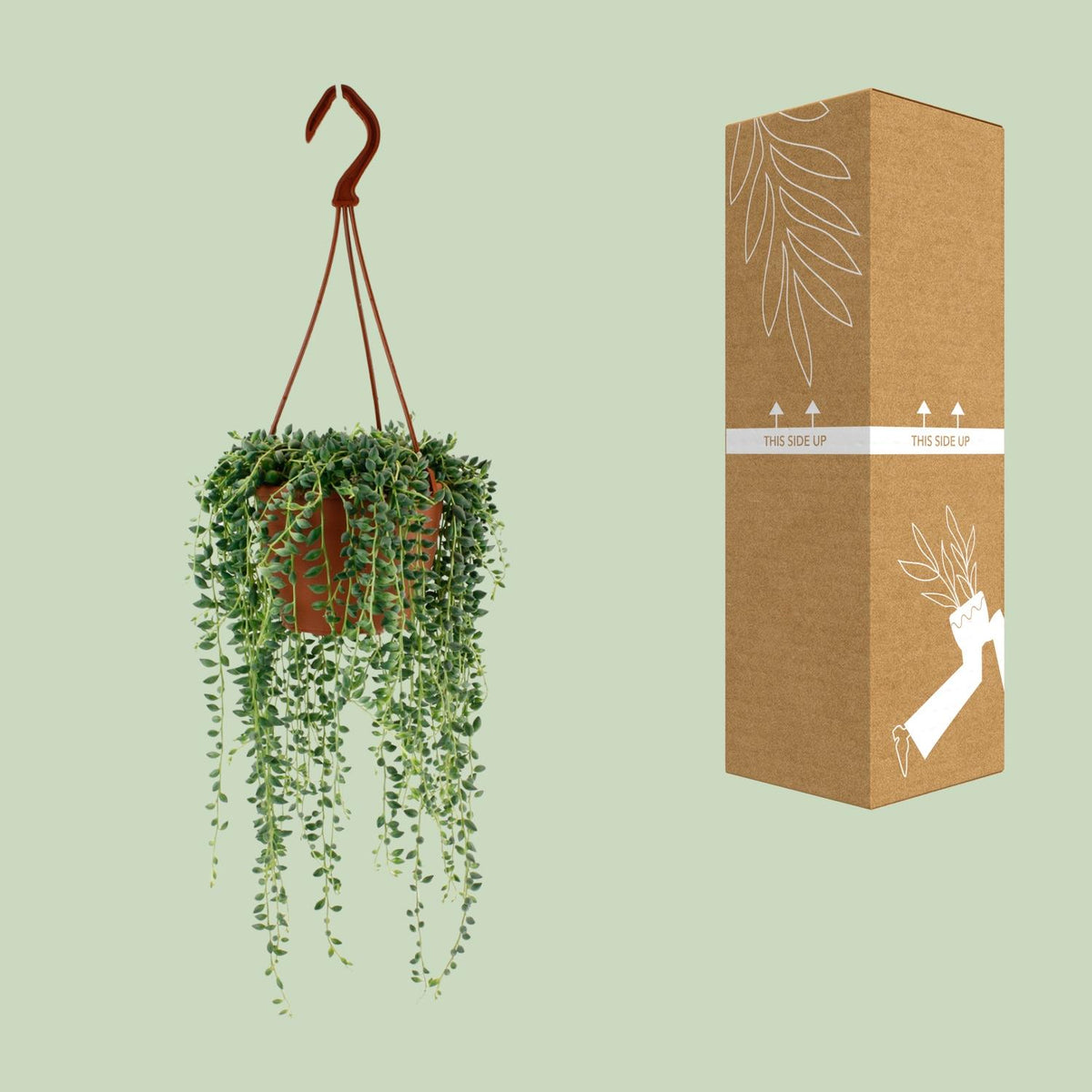 Senecio herreianus - Ø12cm - ↕20cm