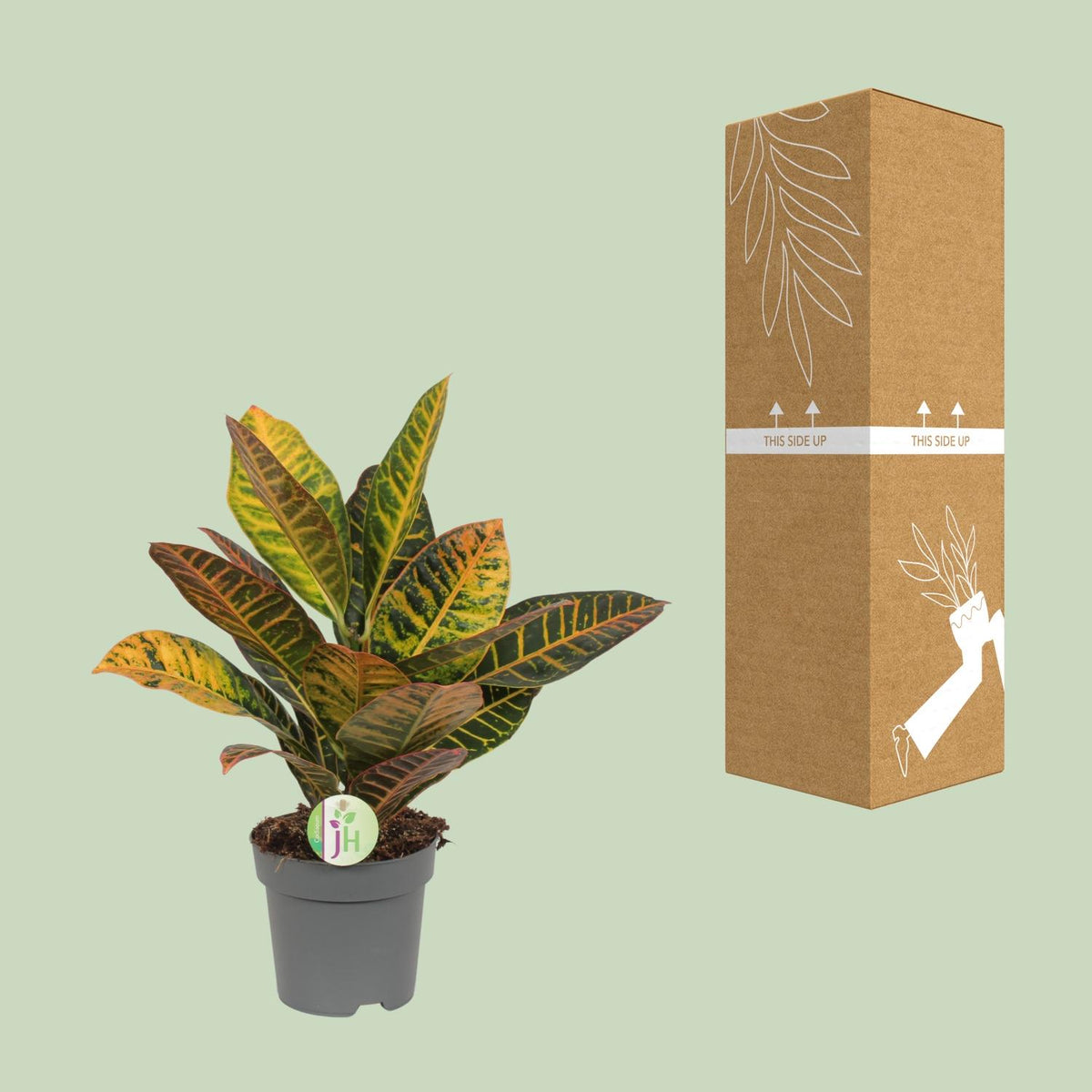 Codiaeum variegatum 'Petra' (Croton) - Ø17cm - ↕45cm