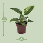 Load image into Gallery viewer, Philodendron erubescens &#39;White Princess&#39; - Ø12cm - ↕25cm
