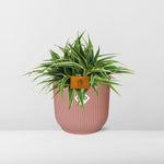 Load image into Gallery viewer, Chlorophytum comosum 'Ocean' in ELHO Vibes Fold Round Pot, Delicate Pink - Ø16cm - ↕15cm