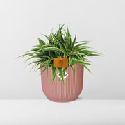 Chlorophytum comosum 'Ocean' in Vaso ELHO Vibes Fold Round, Rosa tenue - Ø16cm - ↕15cm