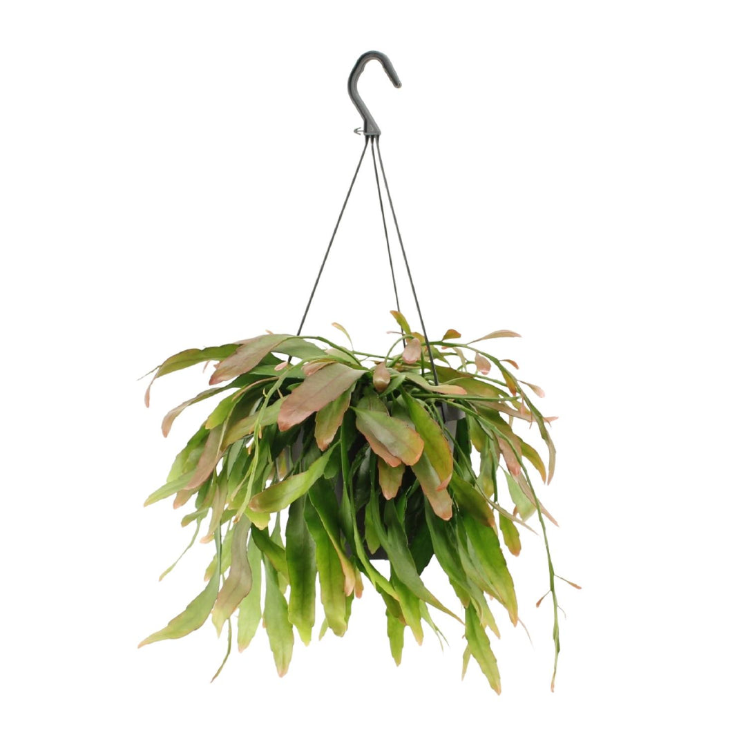 Rhipsalis 'Red Coral' - Ø17cm - ↕25cm