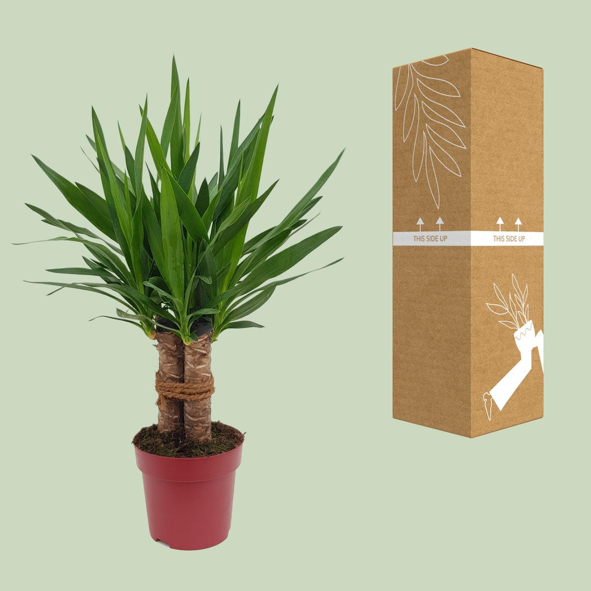 Yucca elephantipes 'Tres Cañas' - Ø19cm - ↕70cm