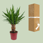 Load image into Gallery viewer, Yucca elephantipes 'Tres Cañas' - Ø19cm - ↕70cm
