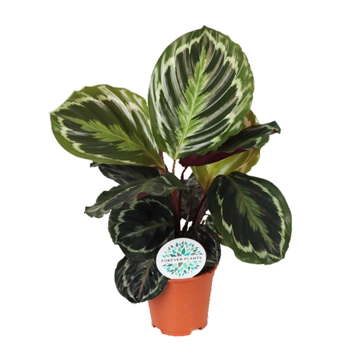 Calathea roseopicta 'Medallion' - Ø14cm - ↕45cm