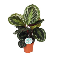 Calathea roseopicta 'Medallion' - Ø14cm - ↕45cm