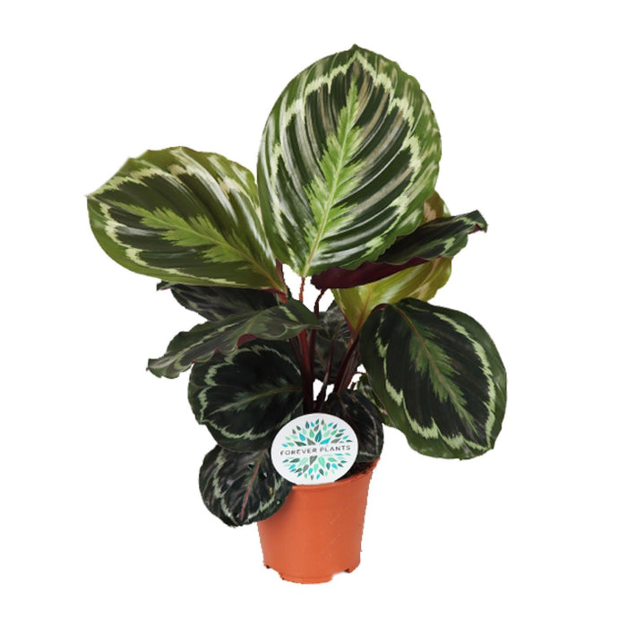 Calathea roseopicta 'Medallion' - Ø14cm - ↕45cm