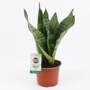Sansevieria trifasciata 'Black Coral' - Ø12cm - ↕35cm