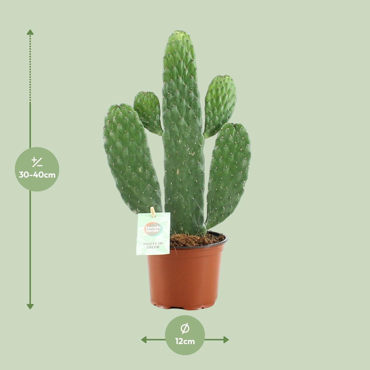 Opuntia rubescens consolea - Ø12cm - ↕35cm