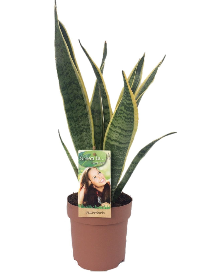 Sansevieria trifasciata 'Laurentii' (Mother-in-law’s Tongue) - Ø14cm - ↕50cm