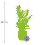 Load image into Gallery viewer, Zamioculcas zamiifolia in ELHO Vibes Fold Pot, Pink, Ø14cm - ↕45cm