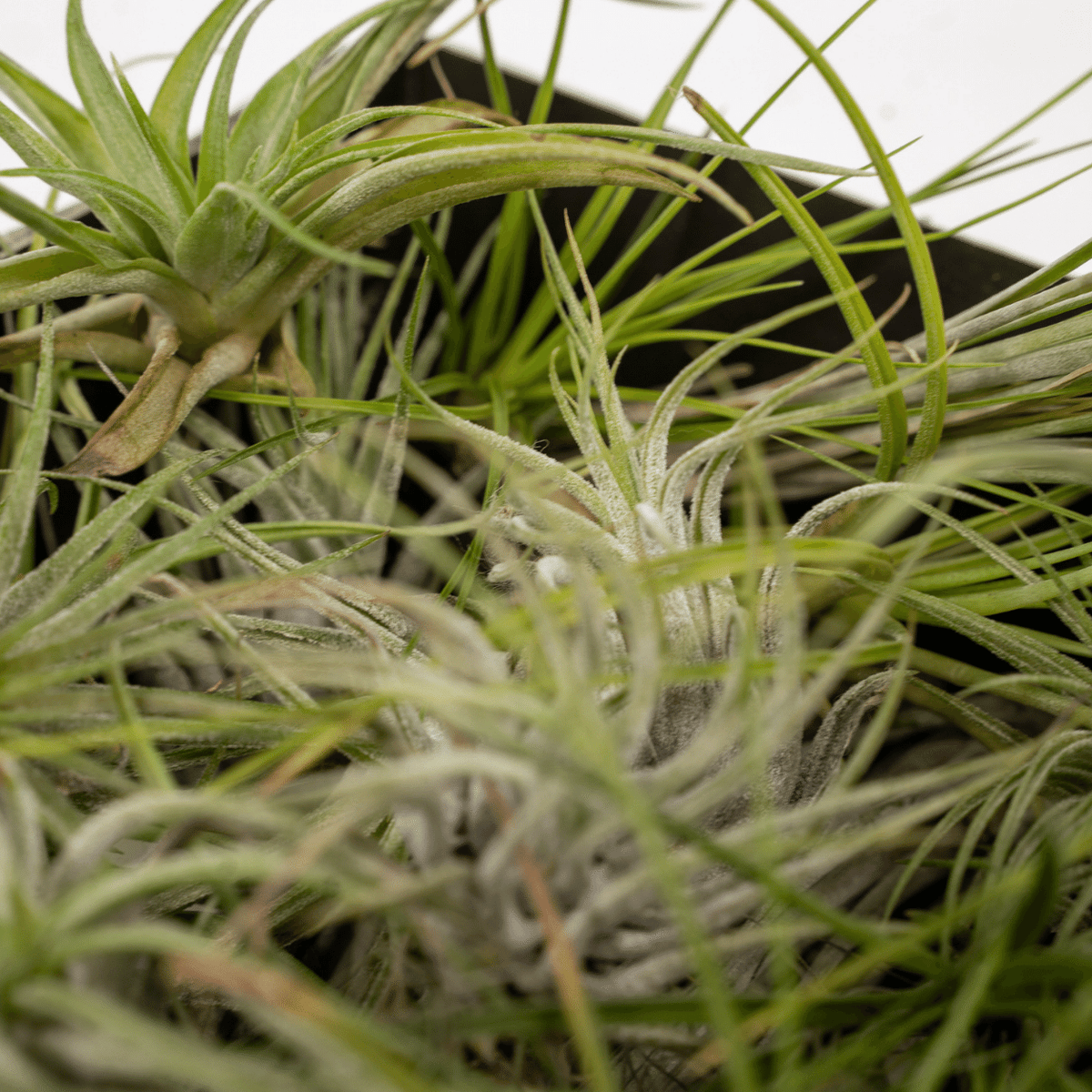 Tillandsia Air mix - 20 pezzi - ø6 - 6 cm