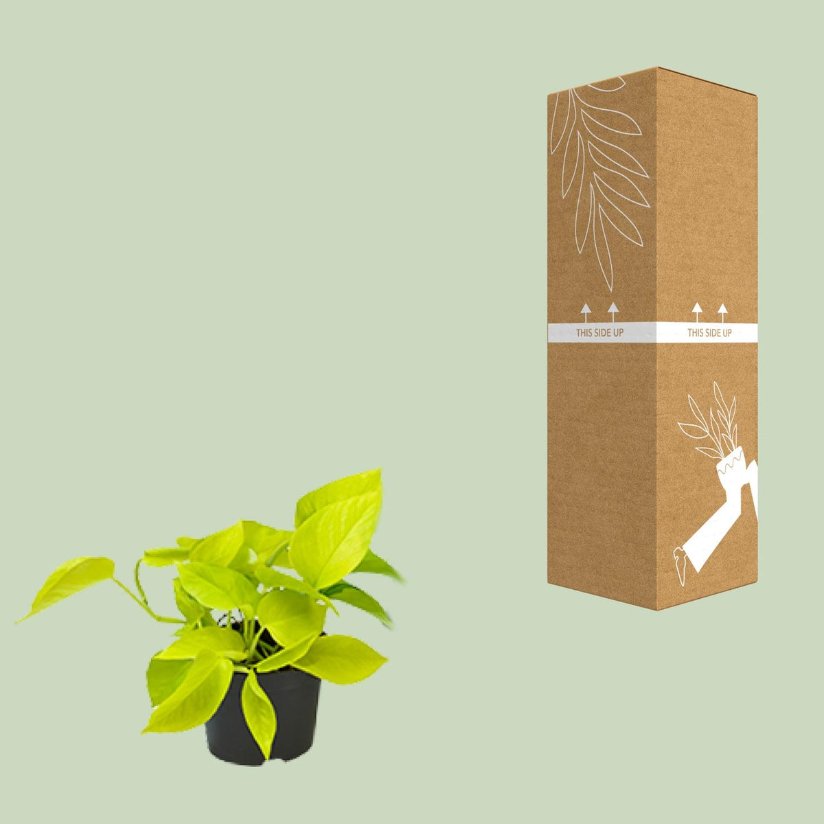 Epipremnum pinnatum 'Golden Pothos' (Scindapsus) - Ø12 - ↕15cm