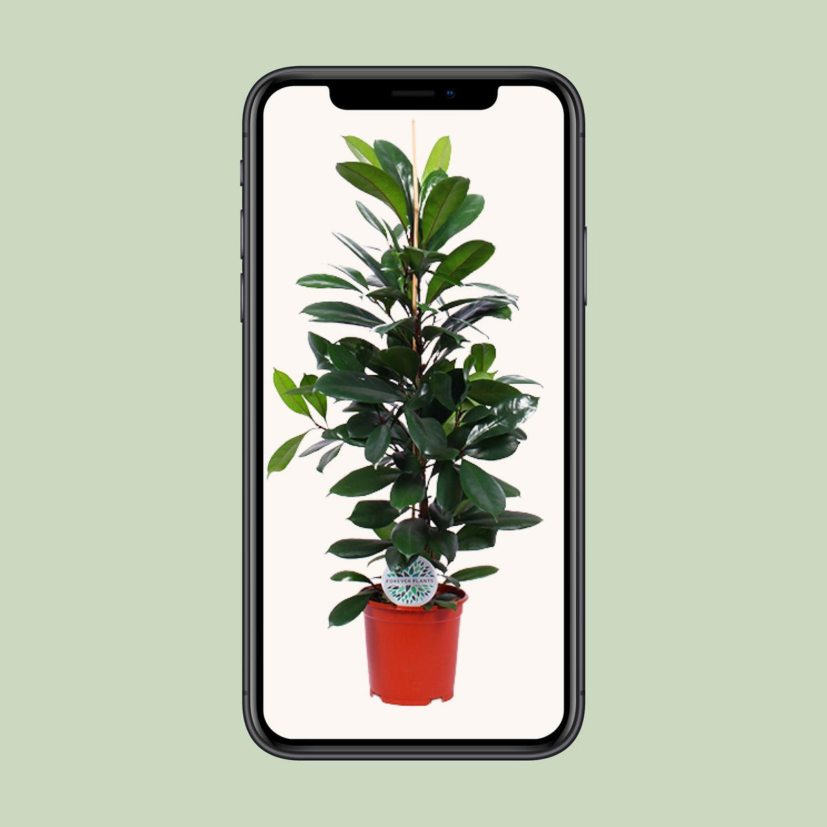 Ficus cyathistipula - Ø21cm - ↕105cm